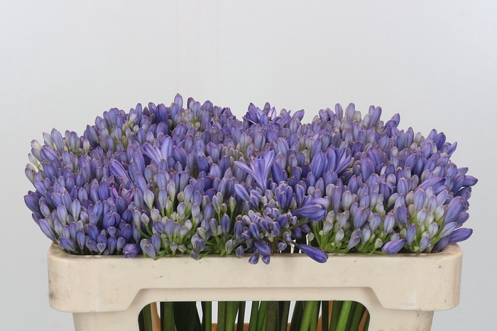<h4>Agapanthus EYFORI Blue</h4>