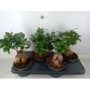 Ficus microcarpa 'Ginseng'