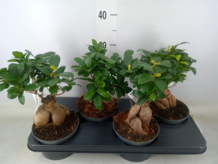 <h4>Ficus microcarpa 'Ginseng'</h4>