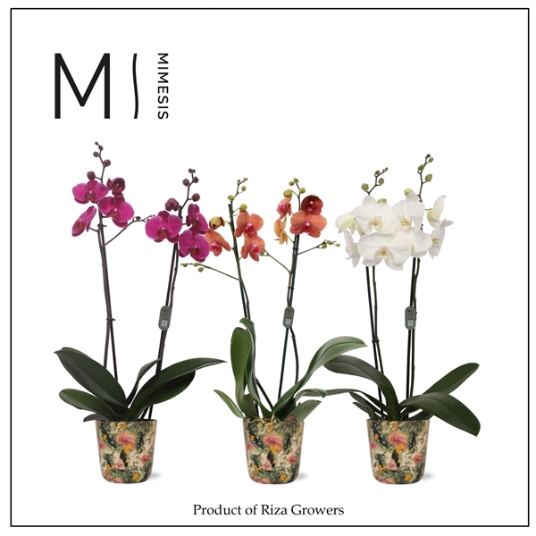 <h4>Mimesis Phal. Mix - 2 spike 12cm in Jess Monstera Mystery Metal</h4>