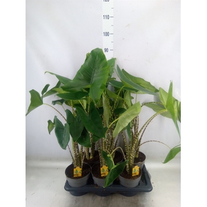 Alocasia zebrina