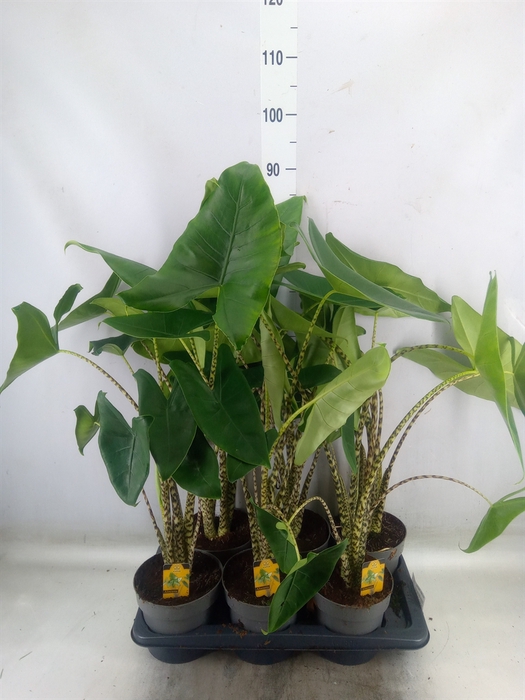 <h4>Alocasia zebrina</h4>