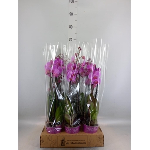 Phalaenopsis  'Ant Pittsburgh'