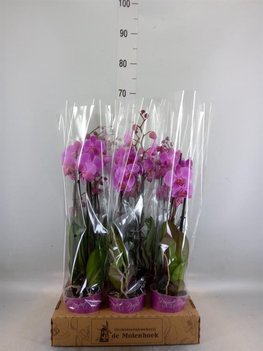 <h4>Phalaenopsis  'Ant Pittsburgh'</h4>