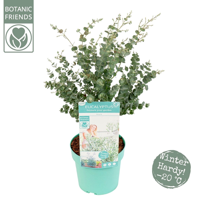 <h4>Eucalyptus gunnii 'Azura'</h4>