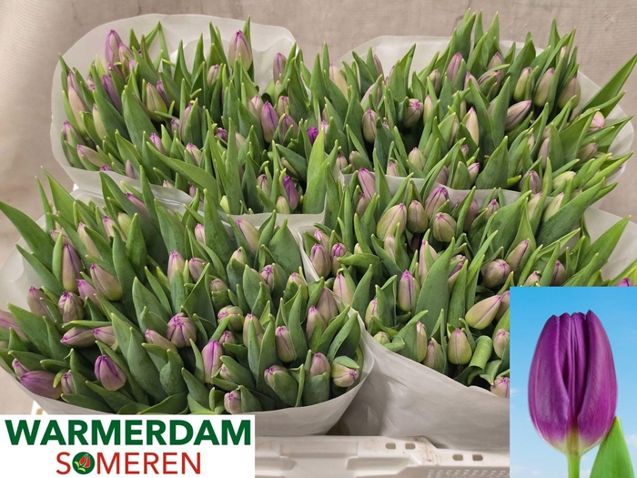 <h4>TU EN PURPLE FLAG</h4>