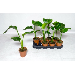 STRELITZIA NICOLAI