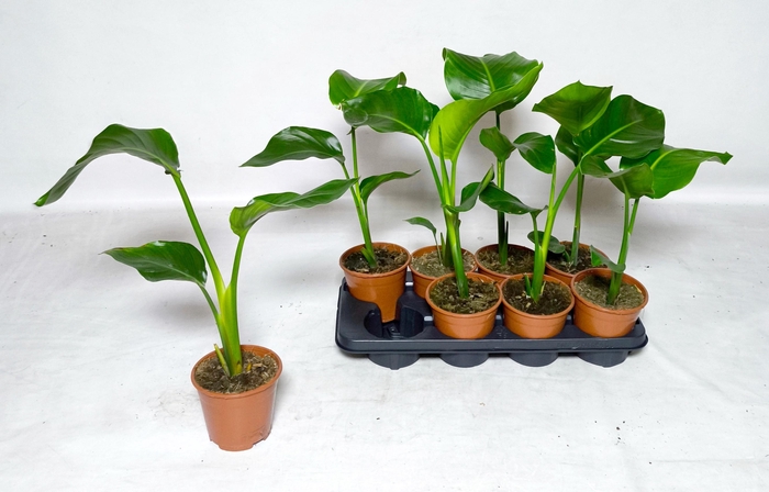 <h4>STRELITZIA NICOLAI</h4>