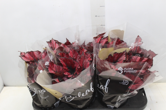 <h4>BEGONIA REX BELEAF KOHALA RED P15 PO</h4>