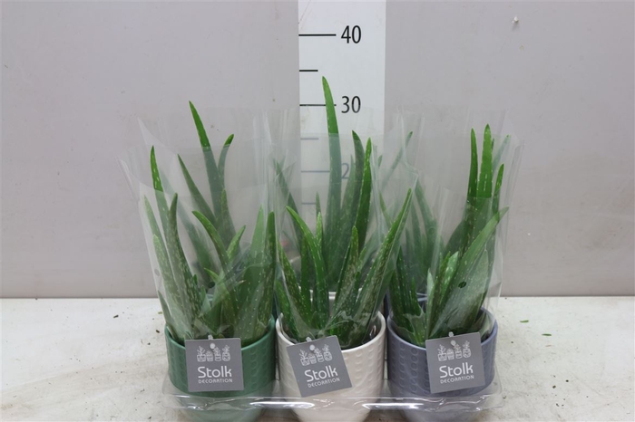 <h4>Aloe Vera Expression Keramiek</h4>