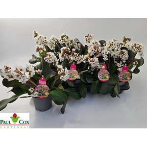 BERG CORDIFOLIA WHITE P13