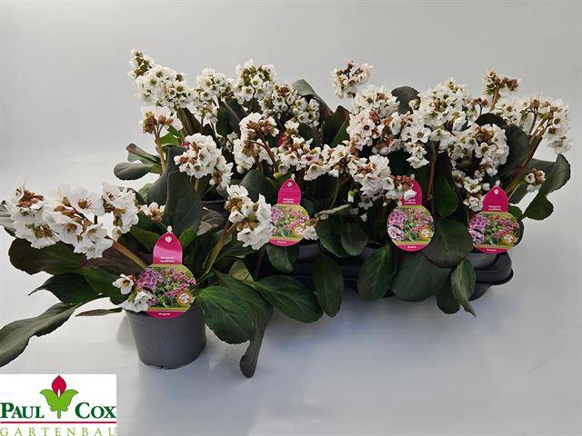 <h4>BERG CORDIFOLIA WHITE P13</h4>