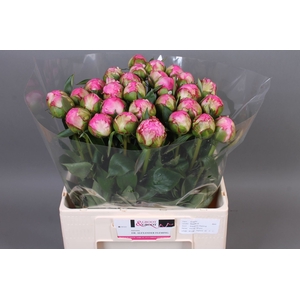 Paeonia Dr. Alexander Fleming | XXL