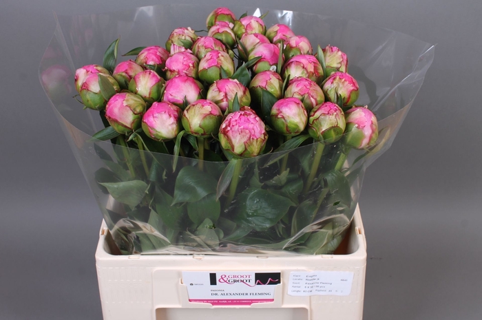 <h4>Paeonia Dr. Alexander Fleming | XXL</h4>