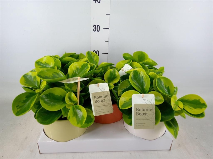 <h4>Peperomia obt. 'Obtipan'</h4>