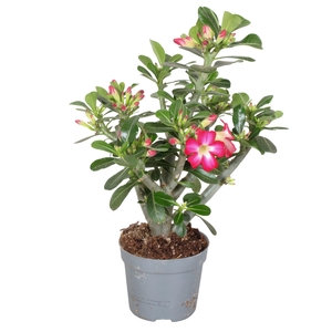 Adenium Obesum Rood 13cm