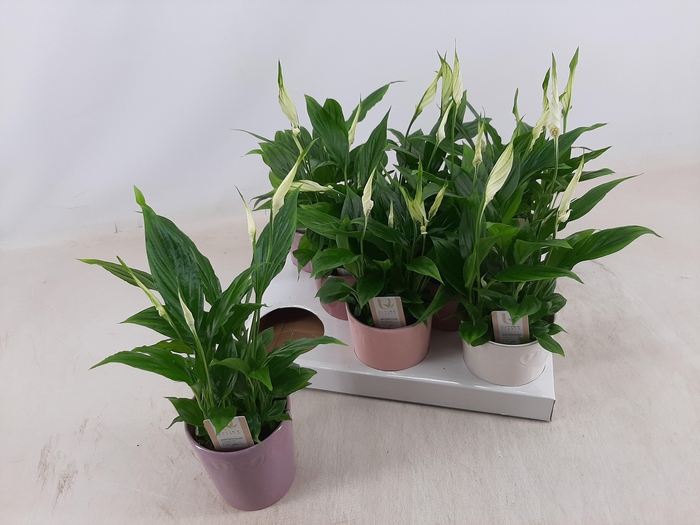 <h4>SPATH CHOPIN</h4>