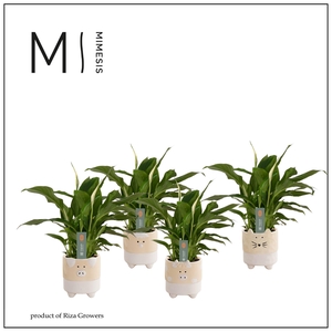 Mimesis Spathiphyllum Chopin - 9 cm in Tommy - Nature Love