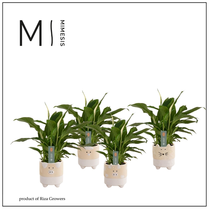 <h4>Mimesis Spathiphyllum Chopin - 9 cm in Tommy - Nature Love</h4>