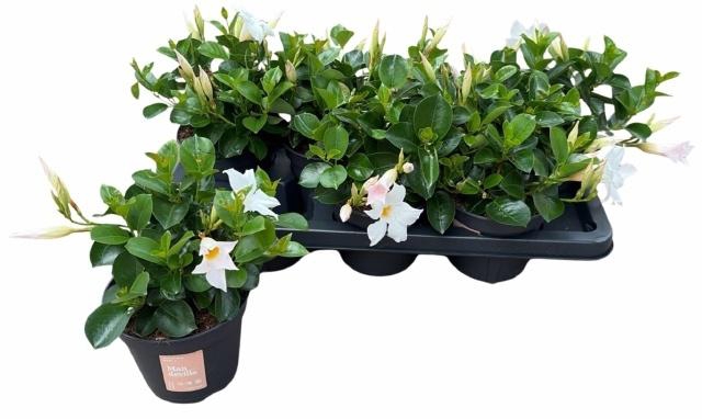 <h4>MANDE SUN WHITE</h4>