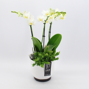 PHAL-2437 Phalaenopsis creatie