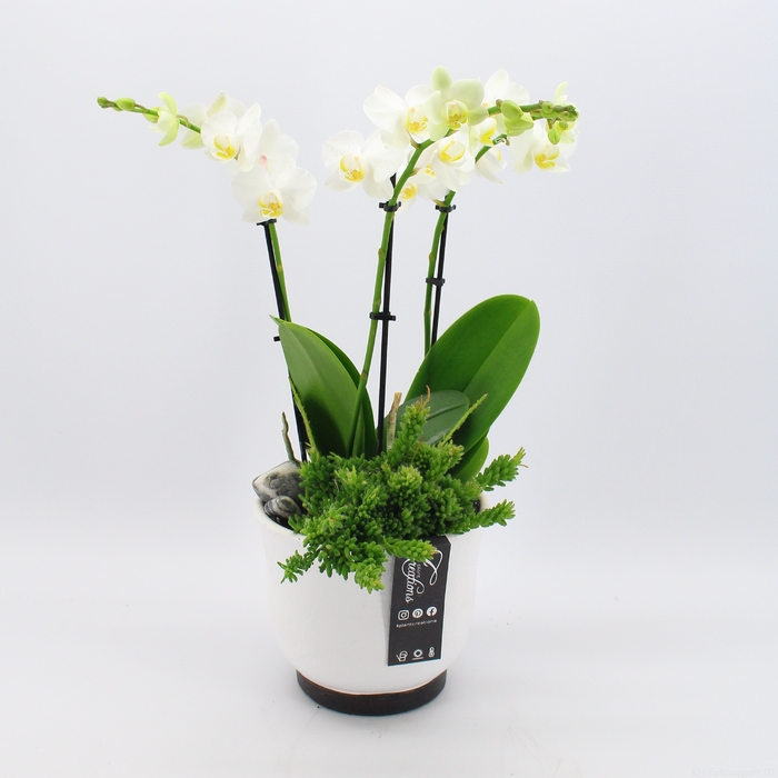 <h4>PHAL-2437 Phalaenopsis creatie</h4>