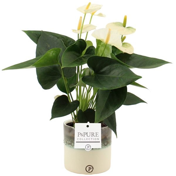 <h4>Anthurium Cocos in Pure Illusion ceramics</h4>