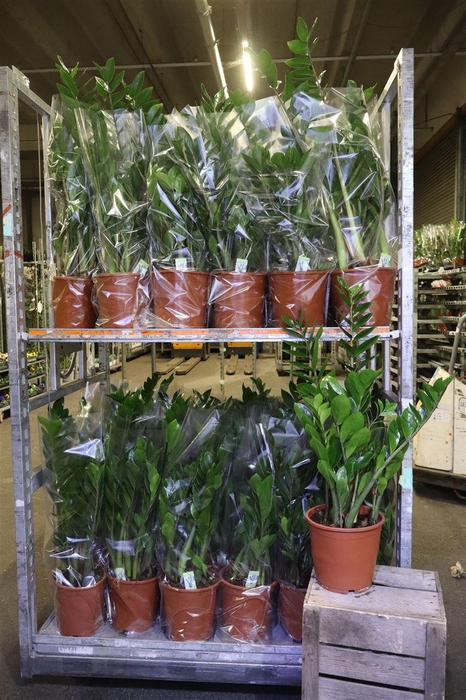 <h4>arr8 Zamio Zamiifolia</h4>