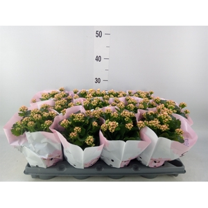 Kalanchoe   ...