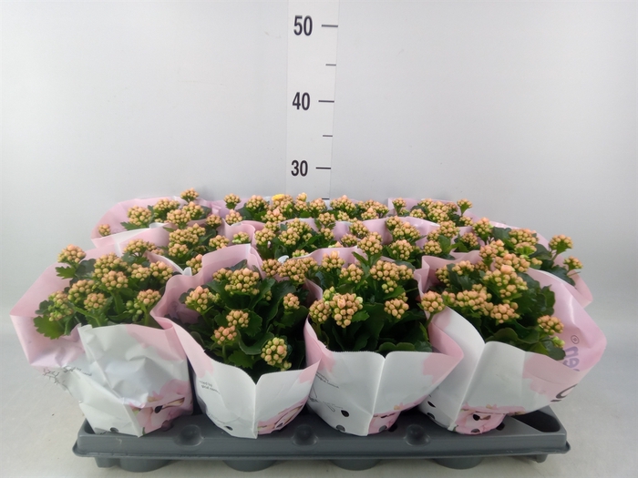 <h4>Kalanchoe   ...</h4>