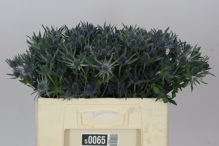 <h4>Eryngium Blue Angel</h4>