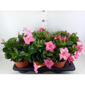 Mandevilla sand. 'Rio Petite Pink'