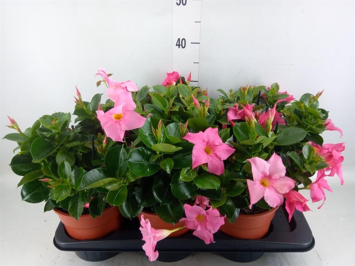<h4>Mandevilla sand. 'Rio Petite Pink'</h4>
