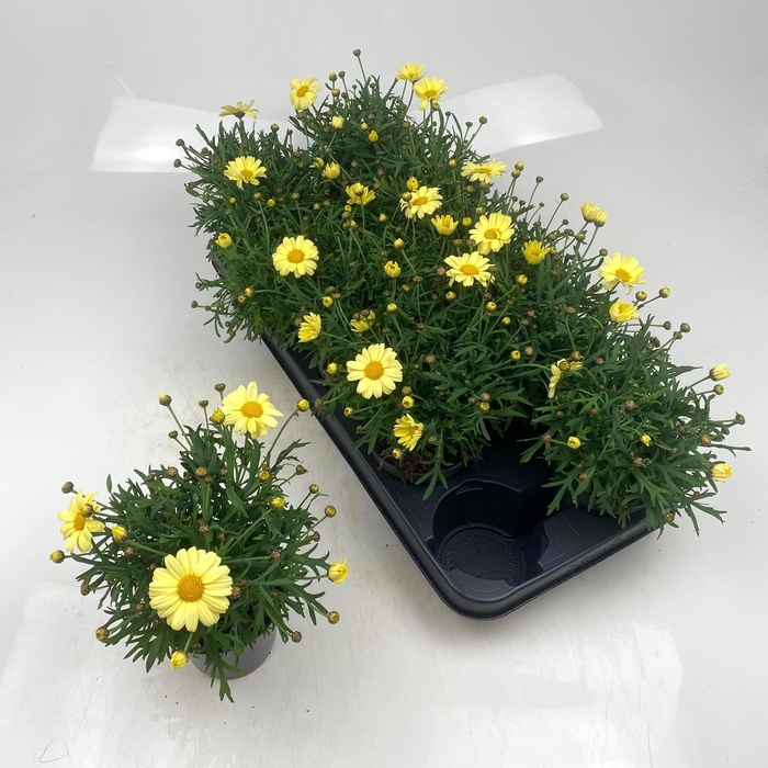 <h4>ARG LA RITA GEM</h4>