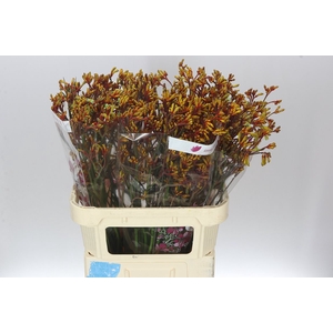 Anigozanthos Gold Fever