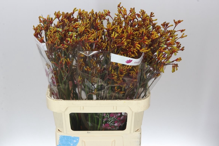 <h4>Anigozanthos Gold Fever</h4>