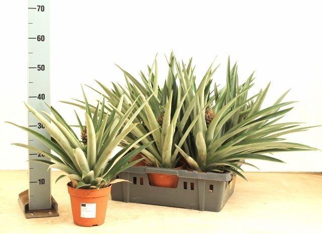 <h4>Ananas   ...</h4>