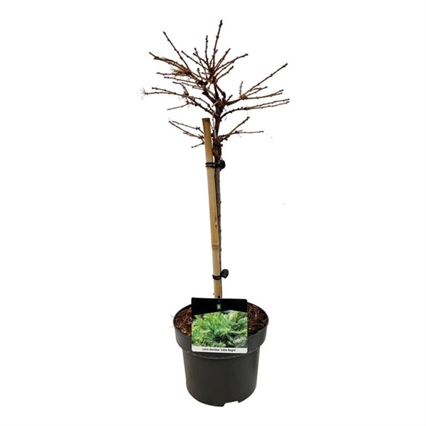 <h4>Larix decidua 'Little Bogle'</h4>