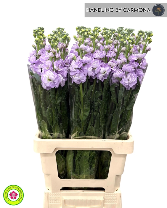 <h4>MATTH IRON MARINE</h4>