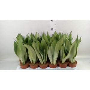 Sansevieria trifa. 'Moonshine'