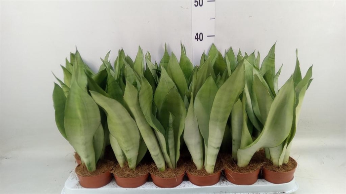 <h4>Sansevieria trifa. 'Moonshine'</h4>