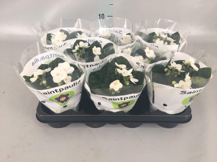 <h4>Saintpaulia ...</h4>