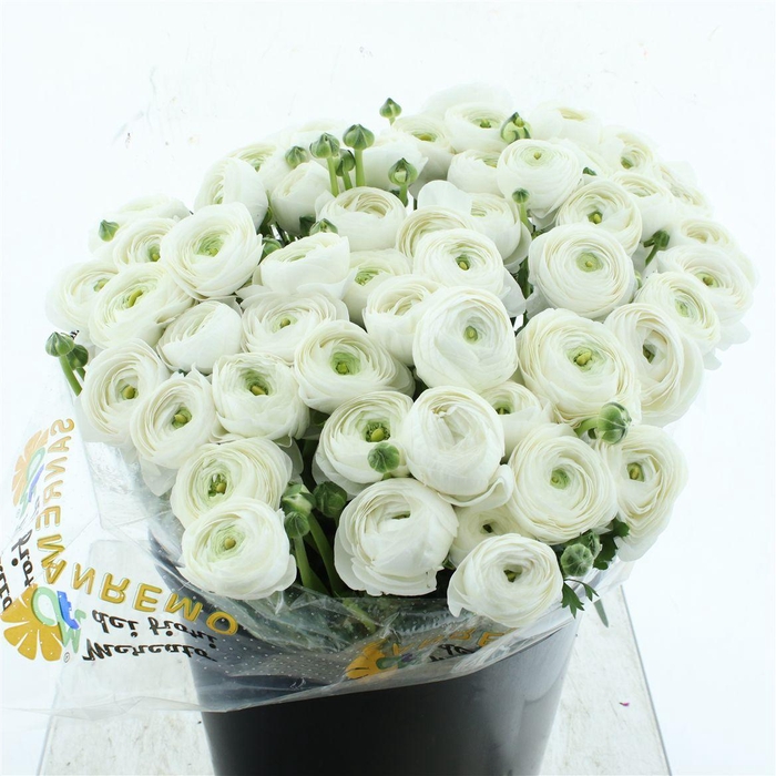 <h4>Ran Su Sr Alaska Super</h4>