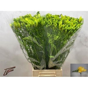 Freesia enk Dukaat