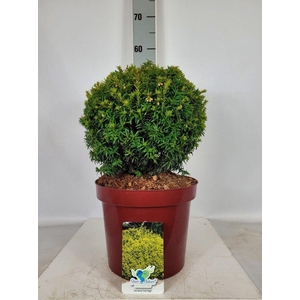 Taxus baccata Golden Nugget Ball (Kugel) C7,5 25-30