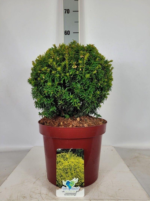 <h4>Taxus baccata Golden Nugget Ball (Kugel) C7,5 25-30</h4>