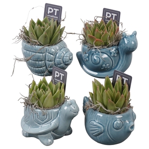 Arr.   Planten L%
