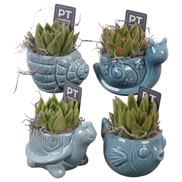 <h4>Arr.   Planten L%</h4>