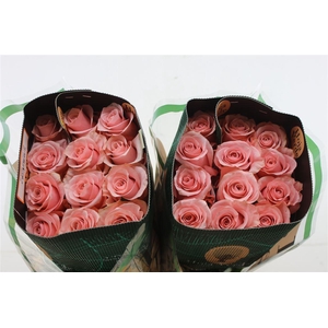 R Gr Eq Be Sweet 60cm