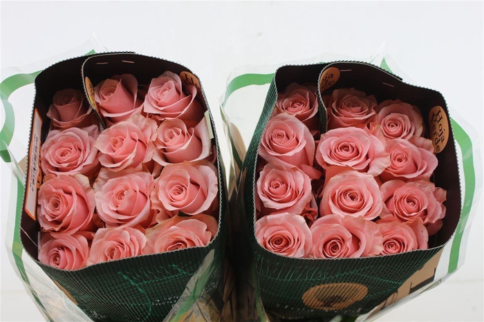 <h4>R Gr Eq Be Sweet 70cm</h4>